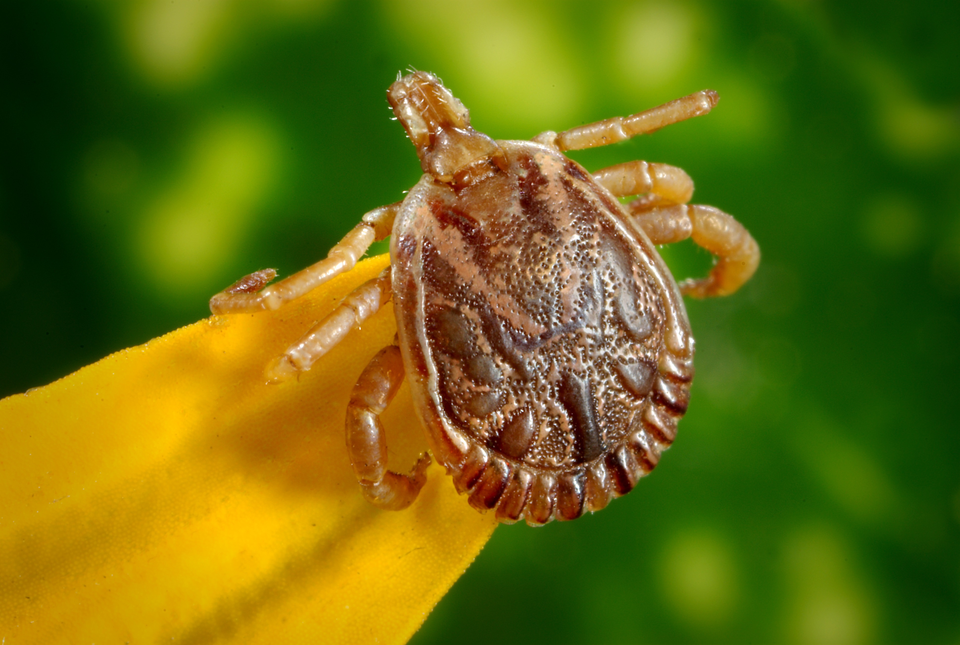 cayenne-tick-tick-male-dorsal-view-45850